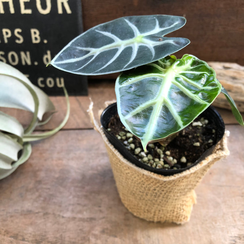 アロカシア♡ベイビー♡小型種♡観葉植物♡葉脈♡観葉植物 アート