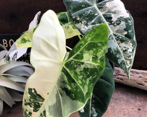 67e46811090e35dce2e31d4676d5f4