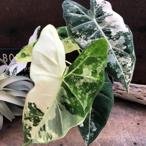 グリーンベルベット バリエガータ♡アロカシア♡斑入り♡5号 アート