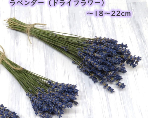 ✿専用✿ラベンダー　ドライフラワー ラベンダー｜ドライフラワー 通販 - はなどんやアソシエ