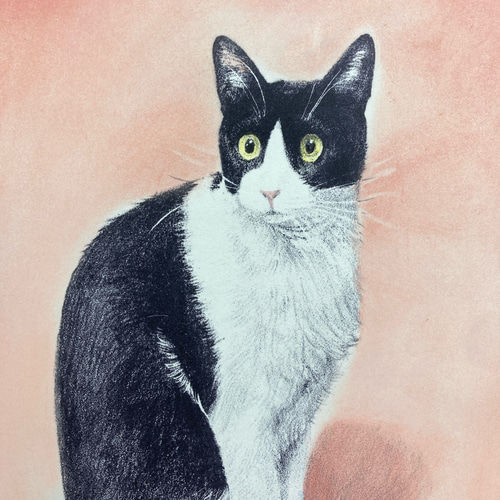版画「ハチワレ猫（ピンク）」 版画 takeshiro painting 通販