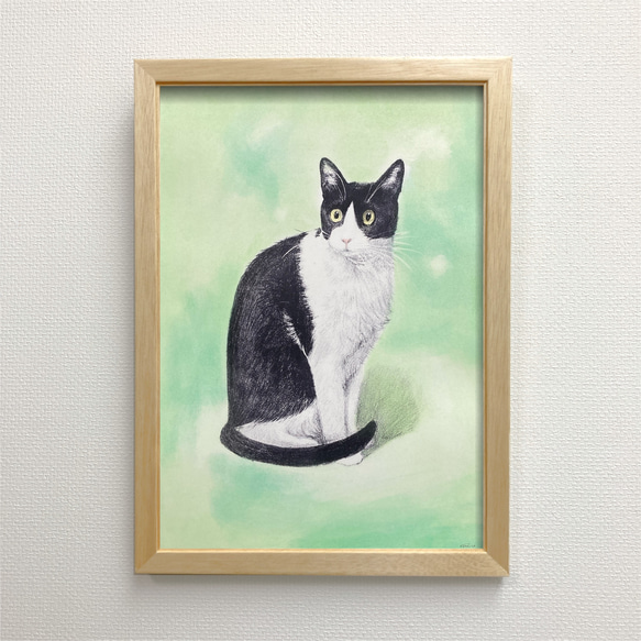 猫の絵 263 水彩画 原画 ハチワレ（はちわれの写真素材 - PIXTA）