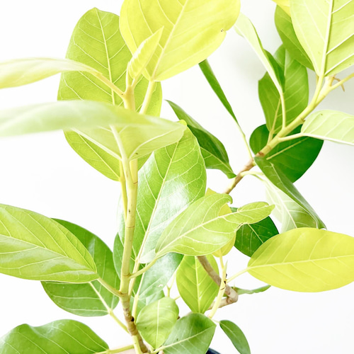 希少》フィカス アルテシマゴールド 曲がり 観葉植物 その他インテリア
