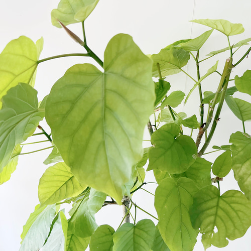 美樹形】253. フィカス ウンベラータ Y字形 観葉植物 大型 その他  