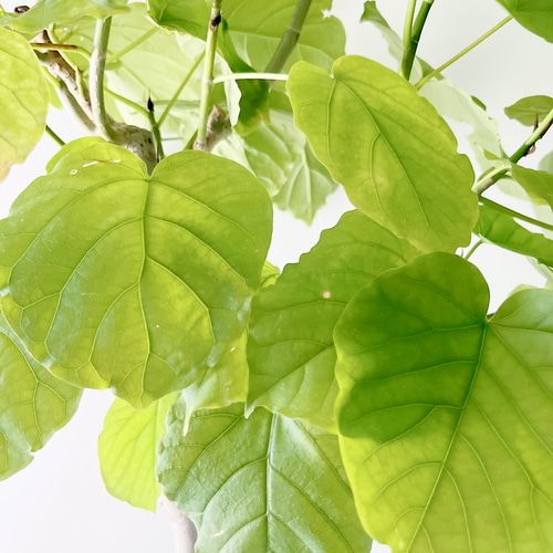 美樹形】253. フィカス ウンベラータ Y字形 観葉植物 大型 その他  
