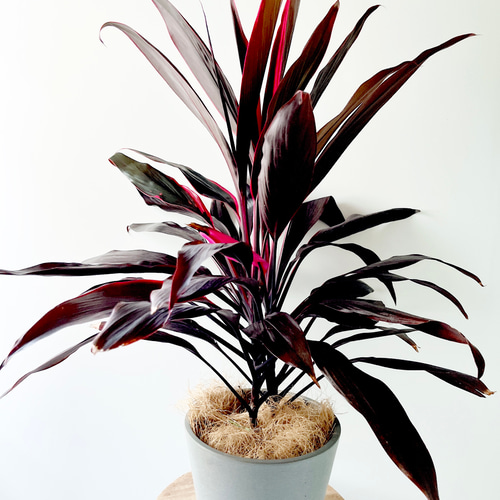 現品発送】コルジリネ アイチアカ 観葉植物 その他インテリア雑貨 calm