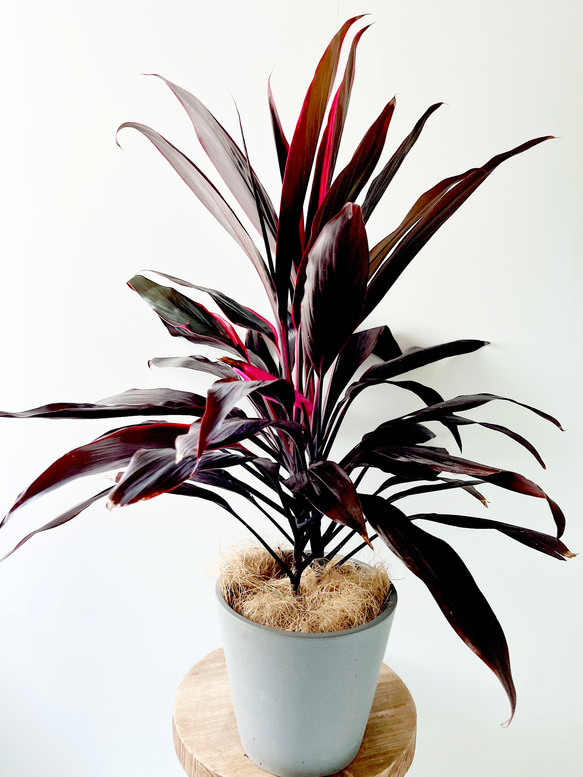 現品発送】コルジリネ アイチアカ 観葉植物 その他インテリア雑貨 calm 
