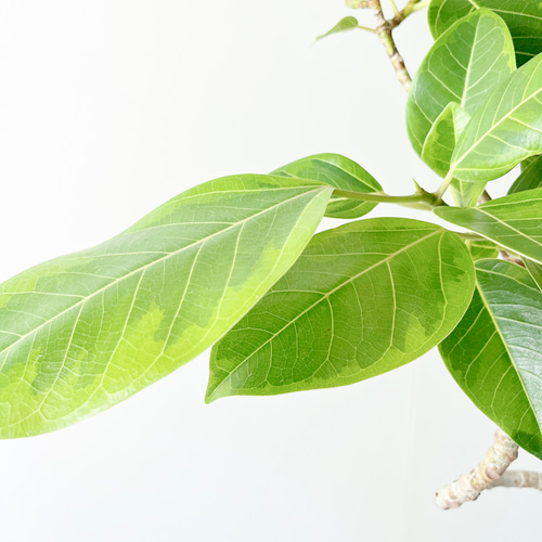 一点もの】251. フィカス アルテシマ 曲がり 幹太 観葉植物