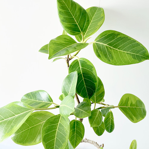 一点もの】251. フィカス アルテシマ 曲がり 幹太 観葉植物 その他