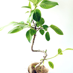 一点もの】251. フィカス アルテシマ 曲がり 幹太 観葉植物 その他