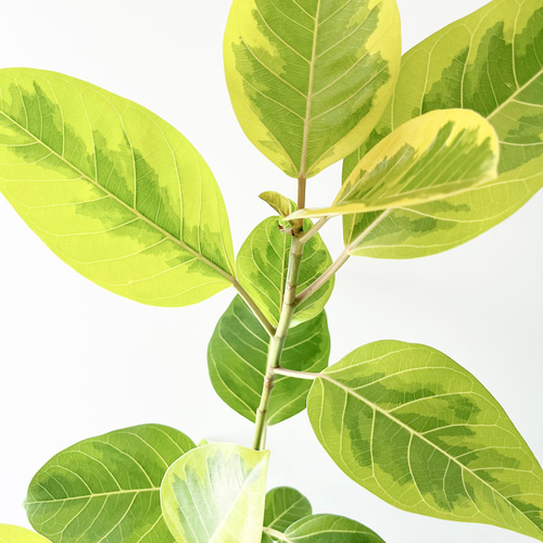 幹太 フィカス アルテシマ 特大 幹太 フィカス アルテシマ 特大