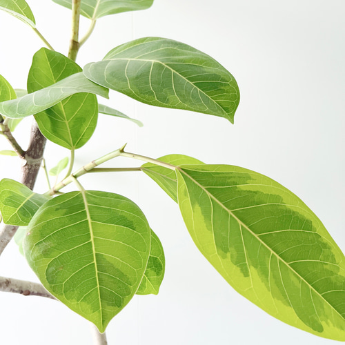 一点もの】252. フィカス アルテシマ 曲がり 観葉植物 大型 幹太