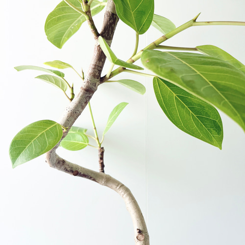 一点もの】252. フィカス アルテシマ 曲がり 観葉植物 大型 幹太
