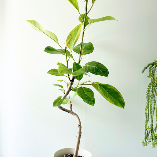 フィカス　アルテシマ　太幹　植物　盆栽　インテリア フィカス アルテシマ 太幹 植物 盆栽 インテリア