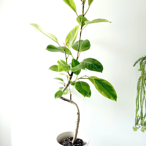 一点もの】252. フィカス アルテシマ 曲がり 観葉植物 大型 幹太