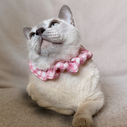 ◆ピンクの猫ページ◆ s-2009121312523218279.jpg