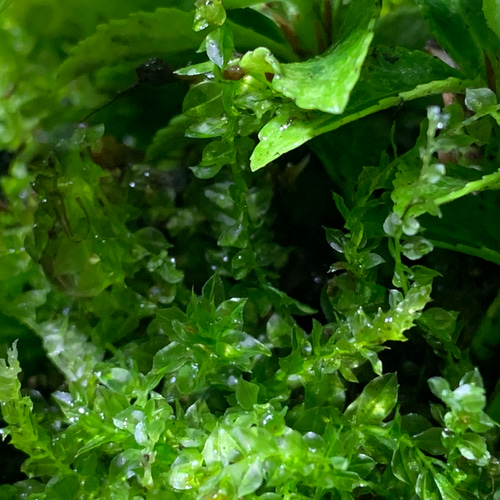 252 苔アート テラリウム 食虫植物 サラセニア プルプレア 完成品 