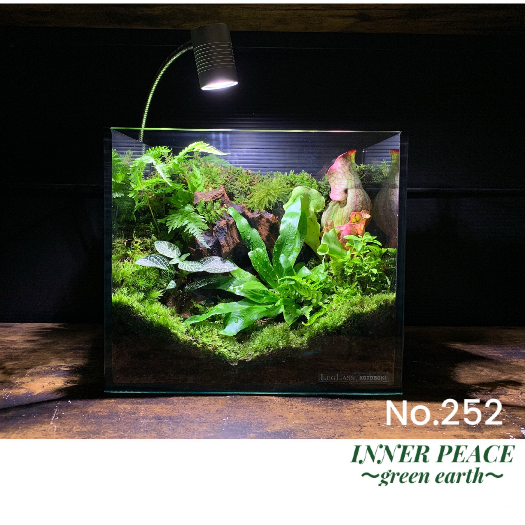 ❣️苔アート❣️食虫植物のテラリウム No.258 苔アート 苔テラリウム 食虫植物 完成品 【公式通販】