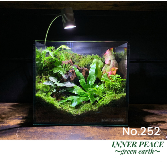 252 苔アート テラリウム 食虫植物 サラセニア プルプレア 完成品 