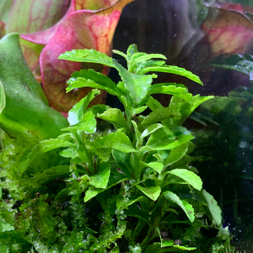 252 苔アート テラリウム 食虫植物 サラセニア プルプレア 完成品 