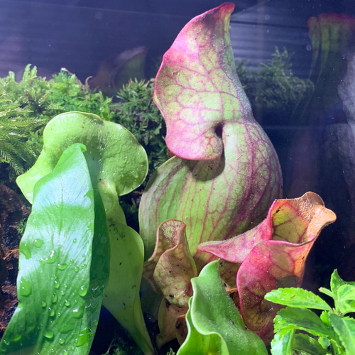 No.300 苔アート 苔テラリウム 食虫植物 ウツボカズラ 完成品 252 苔