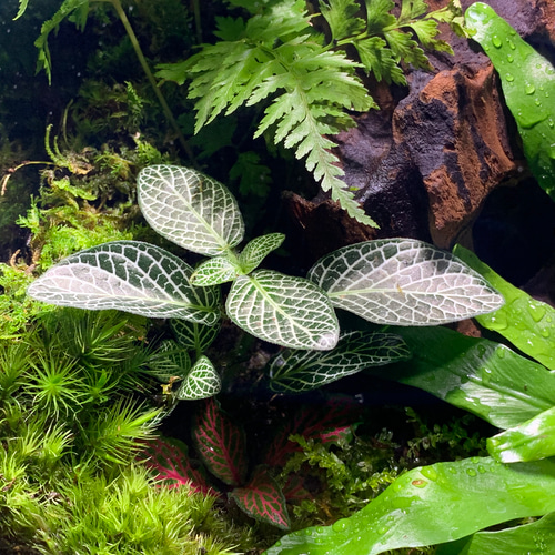 252 苔アート テラリウム 食虫植物 サラセニア プルプレア 完成品 