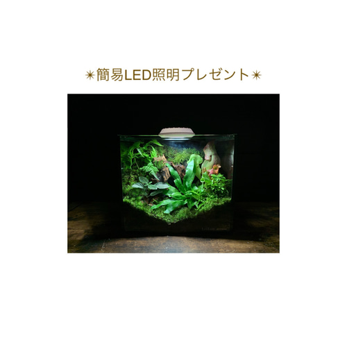 252 苔アート テラリウム 食虫植物 サラセニア プルプレア 完成品 