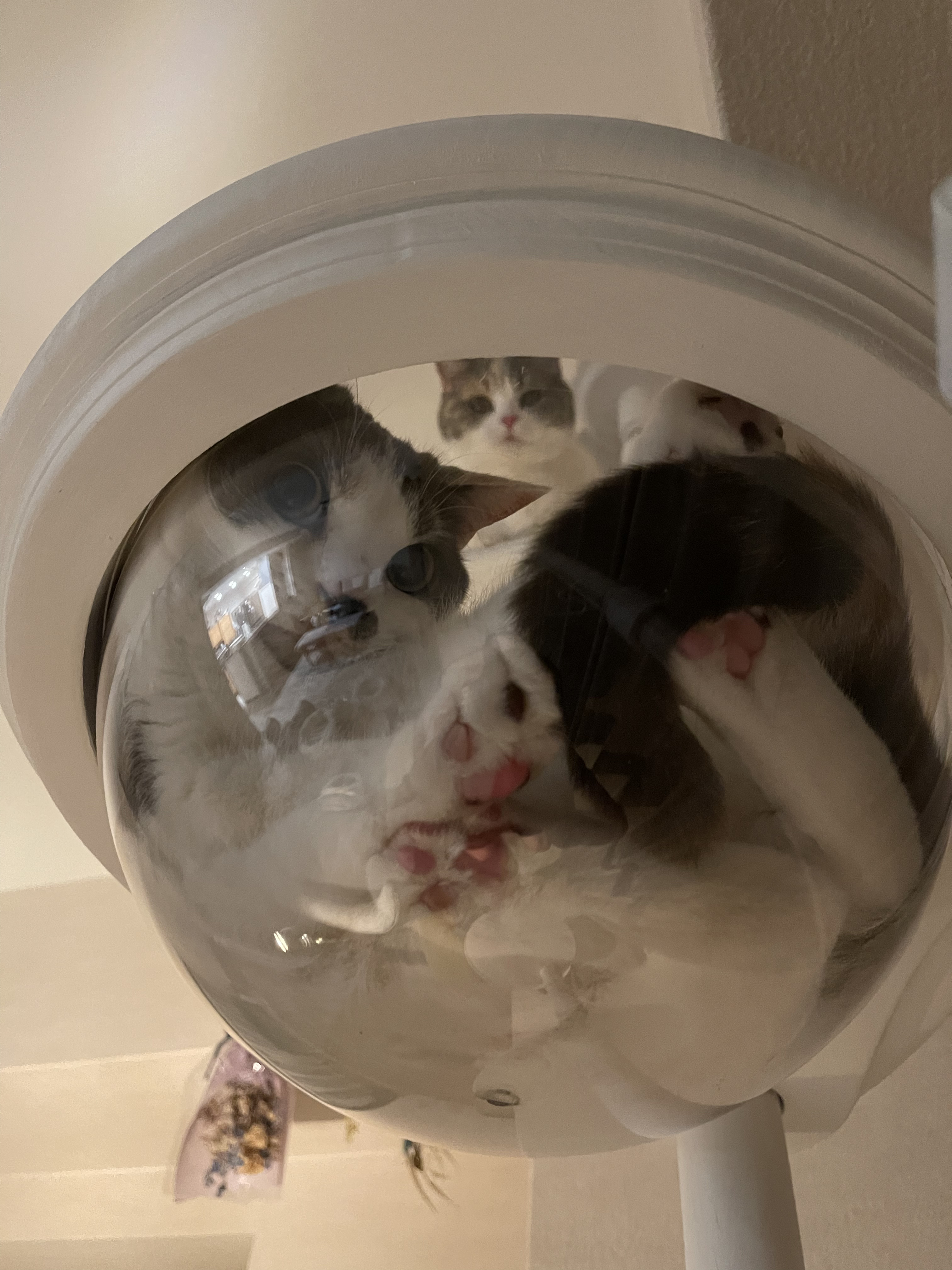 レトロでモダンなオリジナルハンドメイド　クリアハーフボウルステップ　誕生！