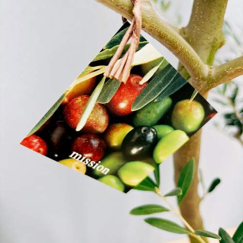 現品］☆Aランク☆ 18番 創樹 オリーブ オリー実ー 8号 観葉植物 大型 