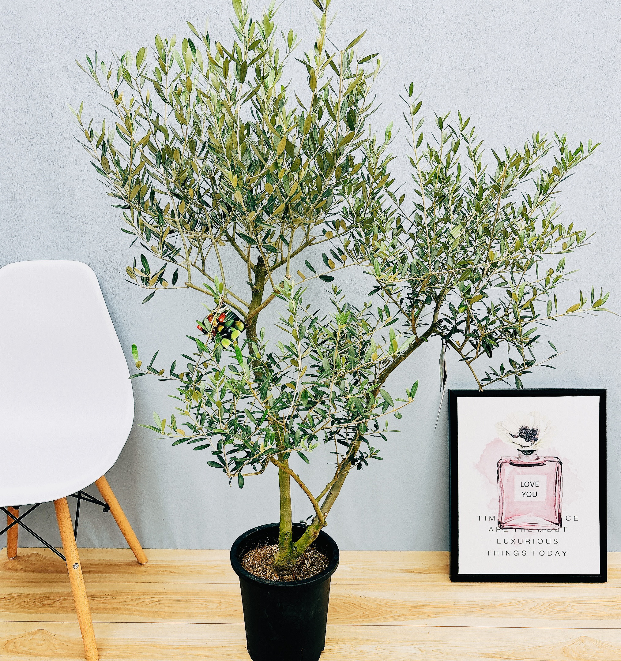 現品］☆Aランク☆ 18番 創樹 オリーブ オリー実ー 8号 観葉植物 大型 