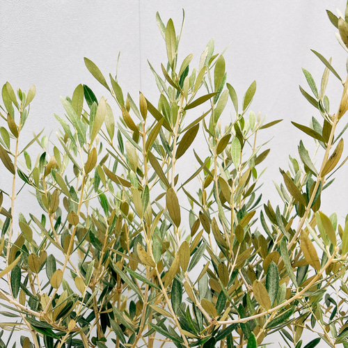 現品］☆Aランク☆ 18番 創樹 オリーブ オリー実ー 8号 観葉植物 大型 
