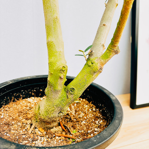現品］☆Aランク☆ 18番 創樹 オリーブ オリー実ー 8号 観葉植物 大型 