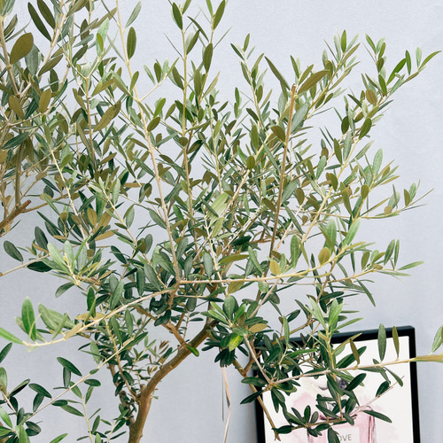 現品］☆Aランク☆ 18番 創樹 オリーブ オリー実ー 8号 観葉植物 大型 