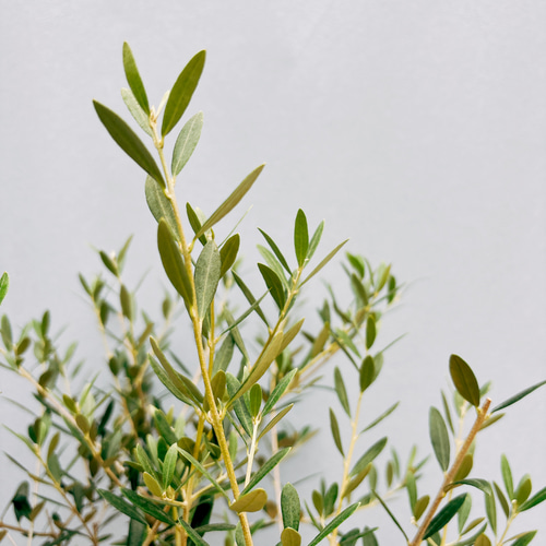 現品］☆Aランク☆ 18番 創樹 オリーブ オリー実ー 8号 観葉植物 大型 