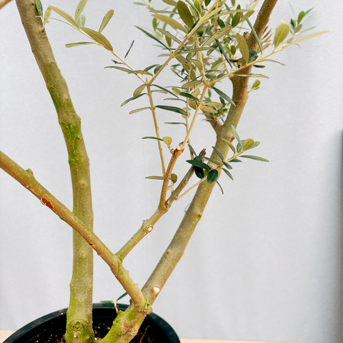 現品］☆Aランク☆ 18番 創樹 オリーブ オリー実ー 8号 観葉植物 大型 