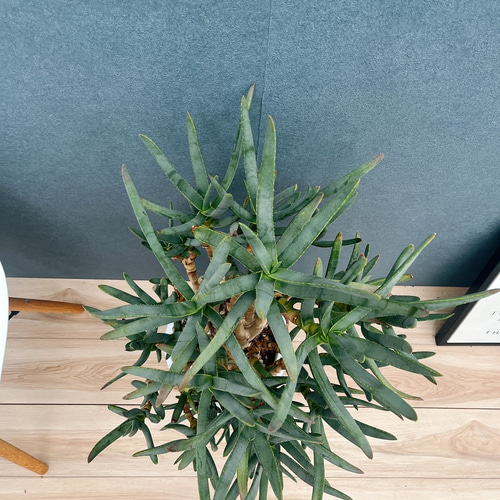 現品　アロエ　ラモシシマ　2番　根上がり　幹上がり　多肉植物　レア　観葉植物 現品 アロエ ラモシシマ 2番 根上がり 幹上がり 多肉植物 レア