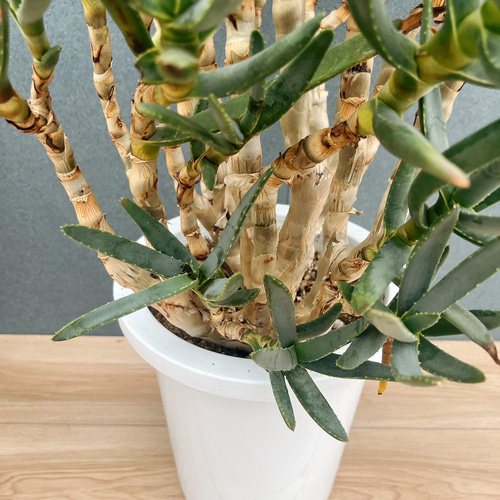 現品］【希少】3番 アロエ ラモシシマ 幹立ち 8号 観葉植物 レア