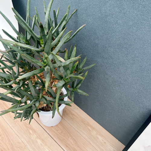 現品］【希少】3番 アロエ ラモシシマ 幹立ち 8号 観葉植物 レア