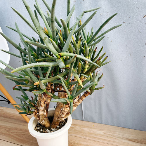 現品］【希少】3番 アロエ ラモシシマ 幹立ち 8号 観葉植物 レア