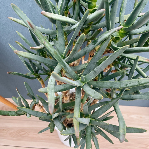 現品］【希少】3番 アロエ ラモシシマ 幹立ち 8号 観葉植物 レア