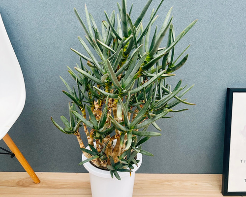 現品］【希少】3番 アロエ ラモシシマ 幹立ち 8号 観葉植物 レア