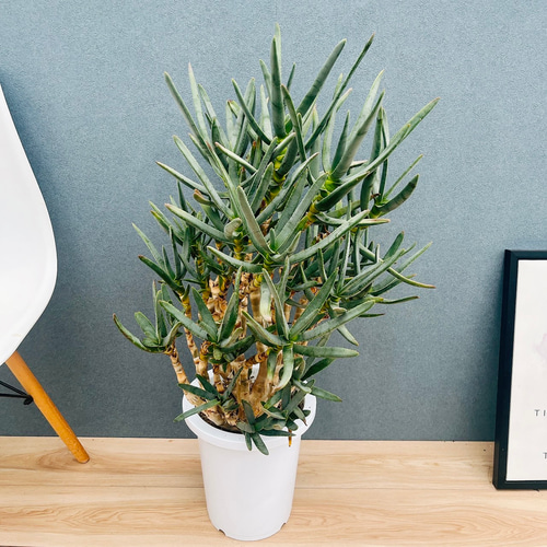 現品］【希少】3番 アロエ ラモシシマ 幹立ち 8号 観葉植物 レア