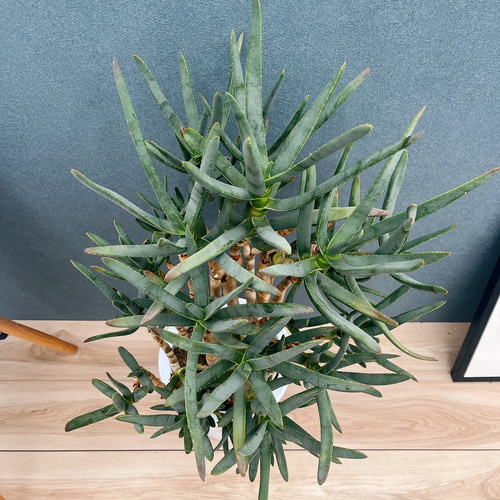 現品］【希少】3番 アロエ ラモシシマ 幹立ち 8号 観葉植物 レア