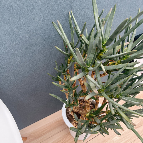 現品　アロエ　ラモシシマ　1番　根上がり　幹上がり　多肉植物　レア　観葉植物 現品 アロエ ラモシシマ 1番 根上がり 幹上がり 多肉植物 レア