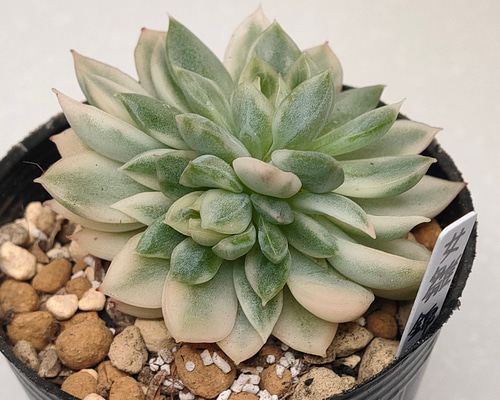 4897ea9b2c7185b5b51bf7b2510a75