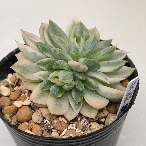 女雛錦【エケベリア 多肉植物】 多肉植物 エケベリアSKETCH 通販