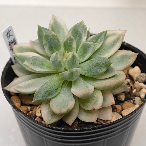 女雛錦【エケベリア 多肉植物】 多肉植物 エケベリアSKETCH 通販