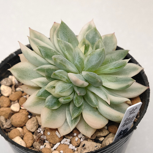 k*i様 B308-3×105苗女雛錦 土付き 多肉植物 エケベリア サボテン k*i様 B308-3×105苗女雛錦 土付き 多肉植物