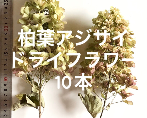 カシワバアジサイ ドライフラワー 10本 ＊ 柏葉紫陽花 スノーフレーク