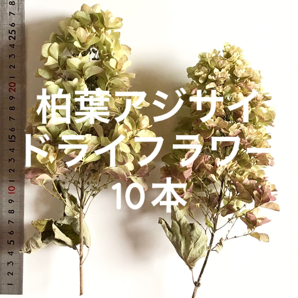 紫陽花のドライフラワーリース　七月のインテリア　柏葉紫陽花 紫陽花のドライフラワーリース七月のインテリア柏葉紫陽花